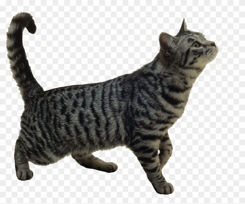 Вставить Пнг В Фотошопе Clipart #1647096