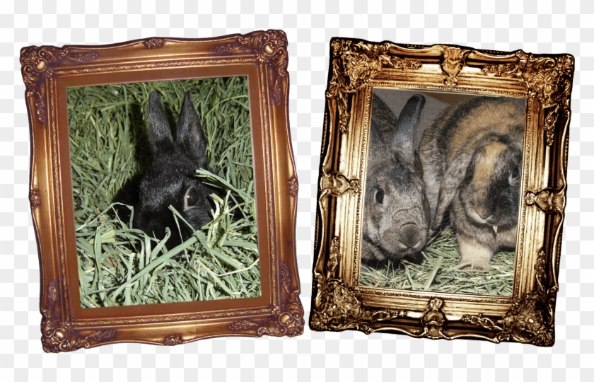 Feed Even More Hay - Picture Frame Clipart