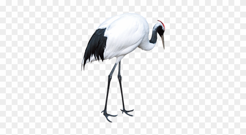 Kisspng Red Crowned Crane Download Crane - Red-crowned Crane Clipart #1649912