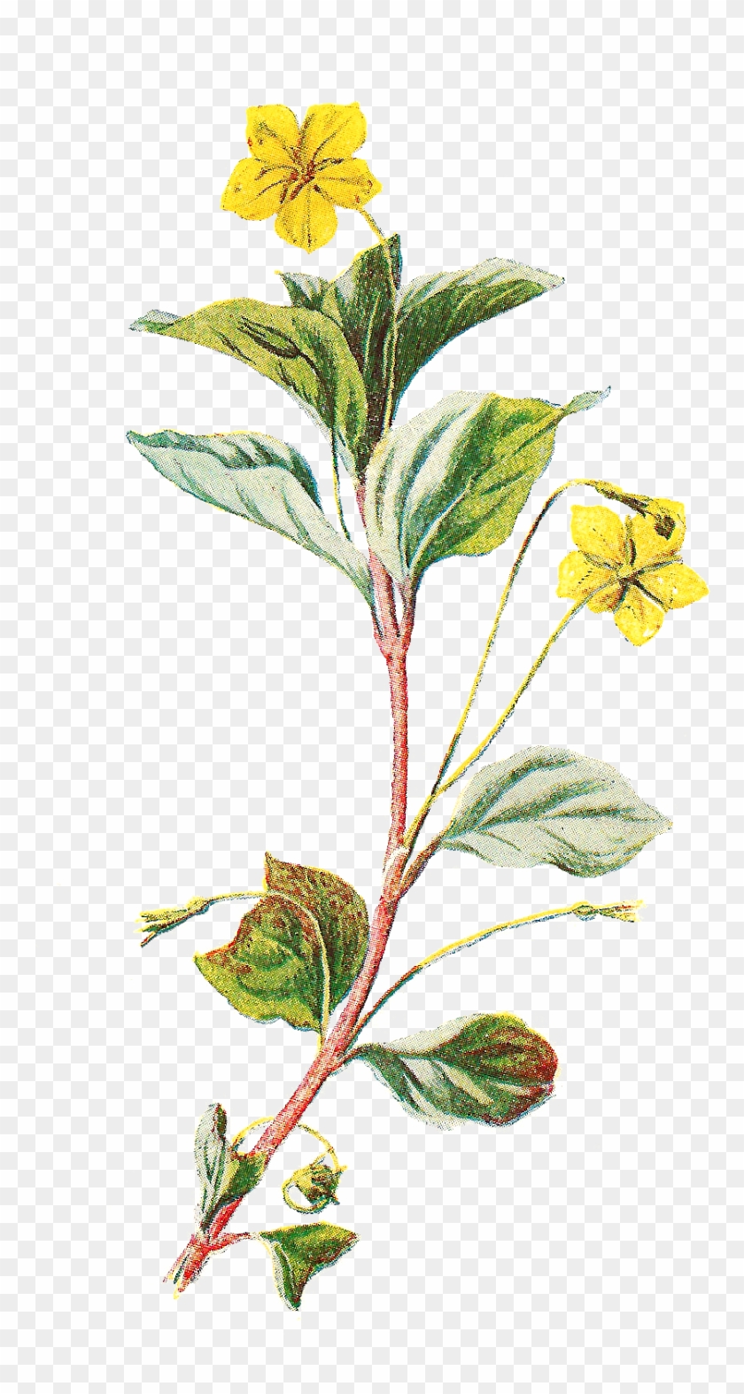 Digital Wildflower Downloads - Grabados Flores Png Clipart #1650299