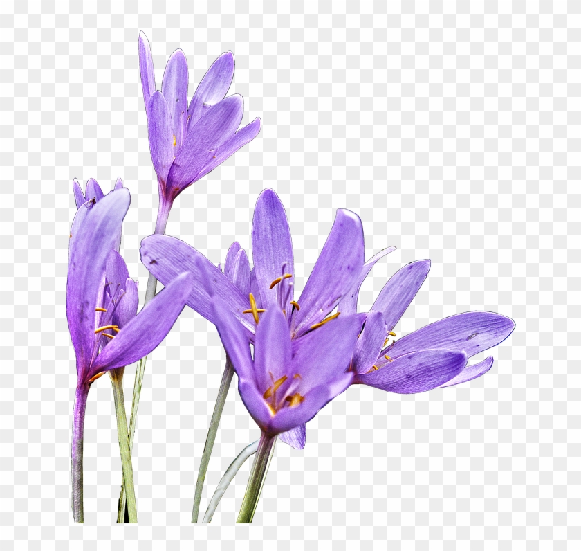 Herbstzeitlose, Toxic, Giftplanze, Autumn Timeless - Tommie Crocus Clipart #1651071