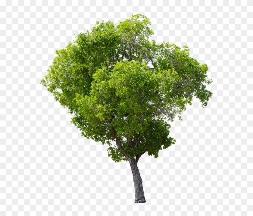 Tree, Green, Isolated, Garden, Forest, Decoration - Apple Tree Without Fruit Clipart