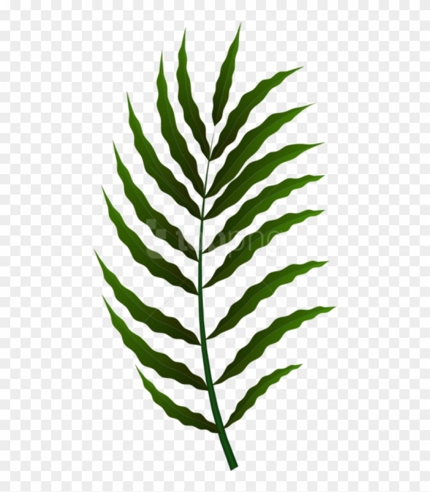 Free Png Download Green Leaf Clipart Png Photo Png - Fern Transparent Png
