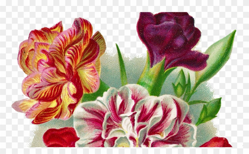 Flower Carnation Vintage Png , Png Download - Carnation Png Images Free Clipart #1653284
