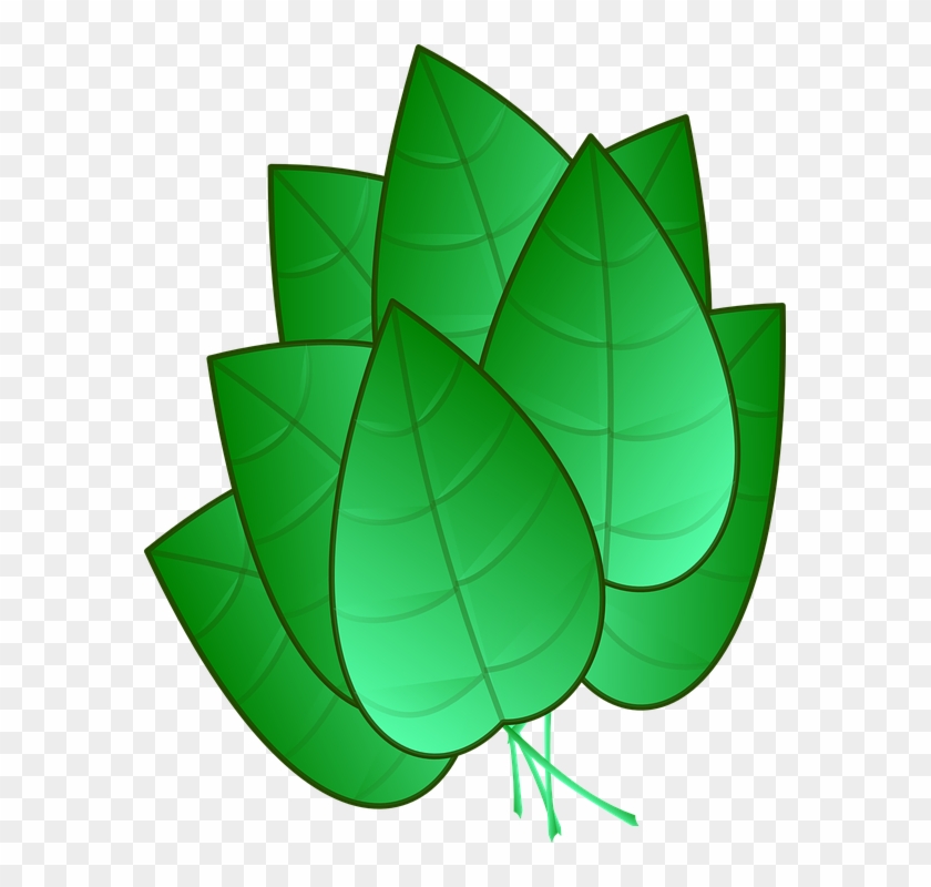 Green Leaves Clipart Tobacco Leaf - Desenho De Folhas Verdes Png Transparent Png