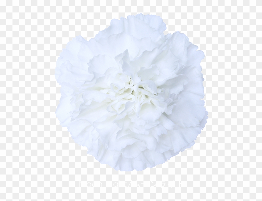 Colibri Flowers Carnation Moon Light, Grower Of Carnations, - Carnation Clipart