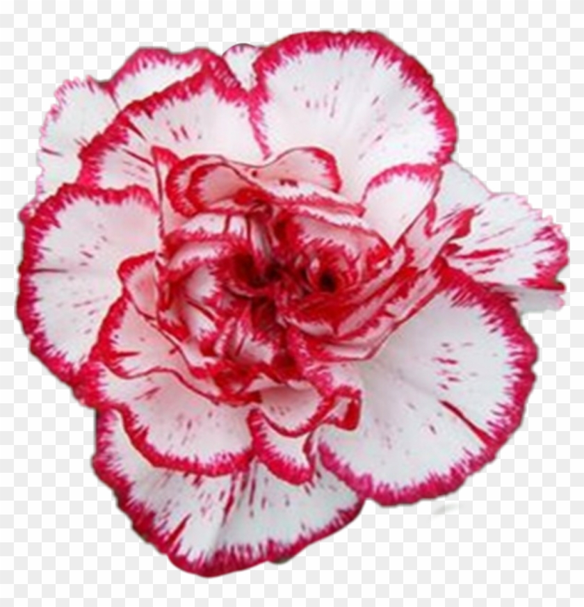 Carnation Sticker - 香 石竹 Clipart