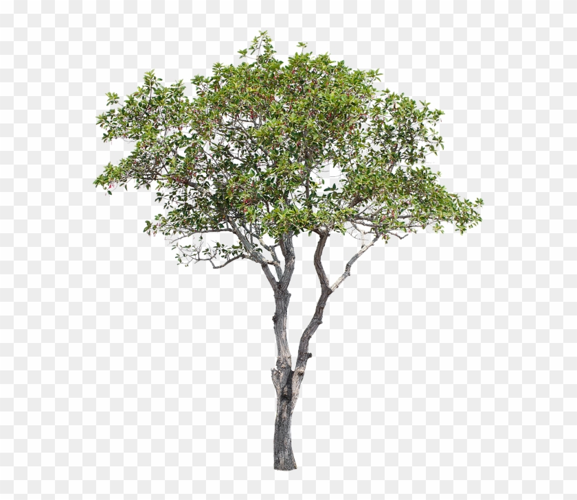 Tree, Green, Isolated, Garden, Forest, Decoration - Arbol En Png Fondo Blanco Clipart