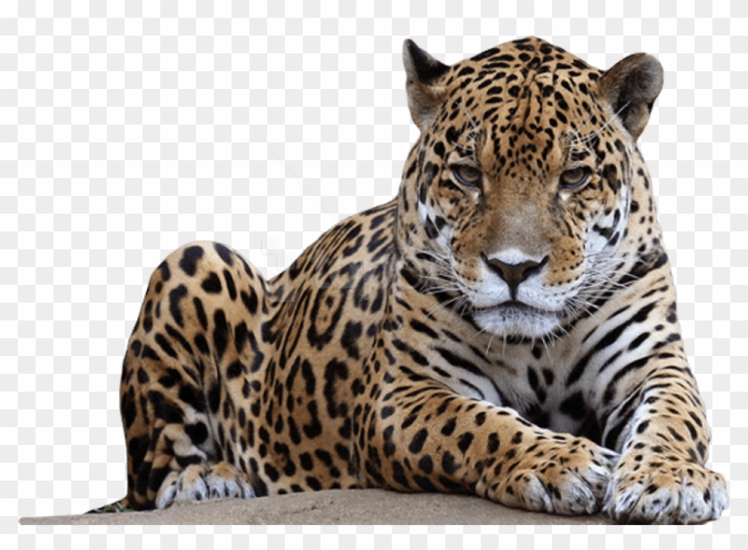 Free Png Download Jaguar Free Pictures Png Images Background - Leopard Png Clipart #1653425