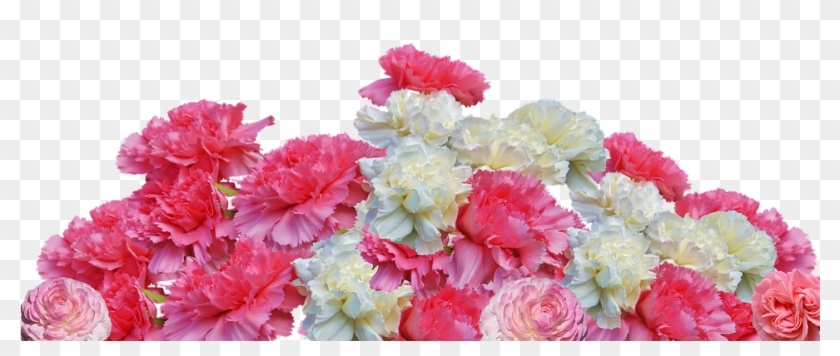 Canvas Print Cloves Flowers Carnation Pink Blossom - Cloves Flower Clipart