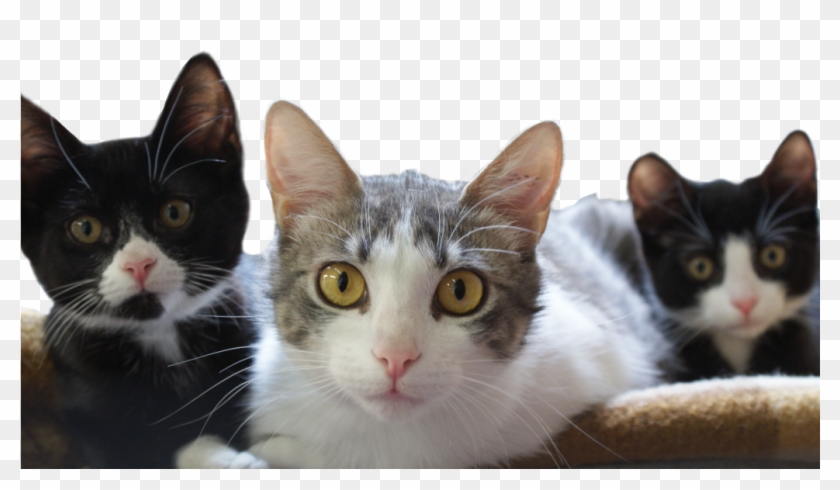 Kittens Adopt Clipart