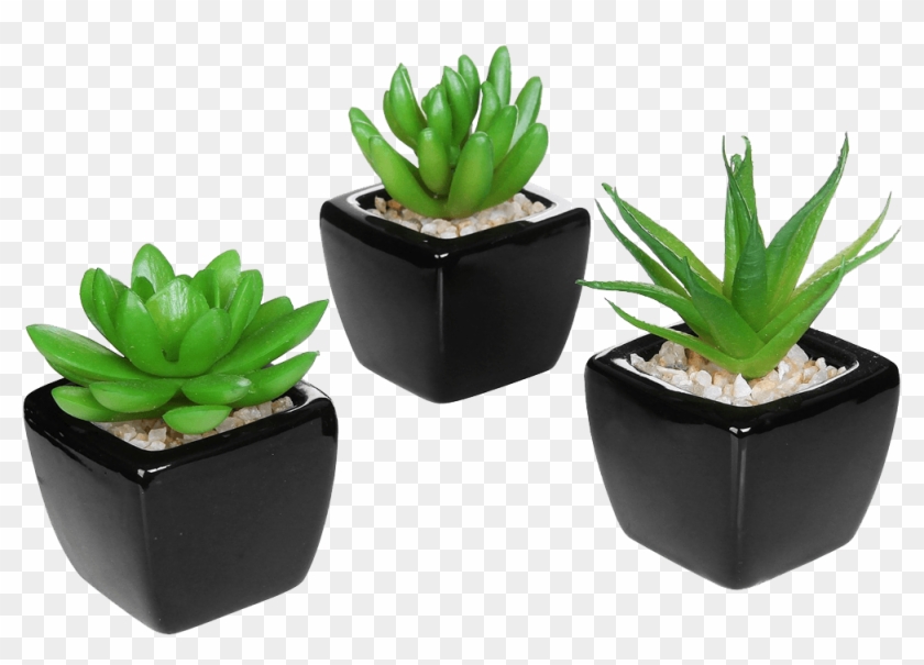 Set Of Modern Home Decor Mini Succulent - Small Desk Plants Clipart