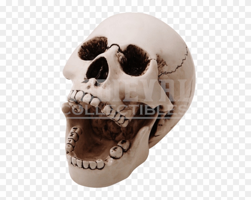 Human Skeleton Clipart