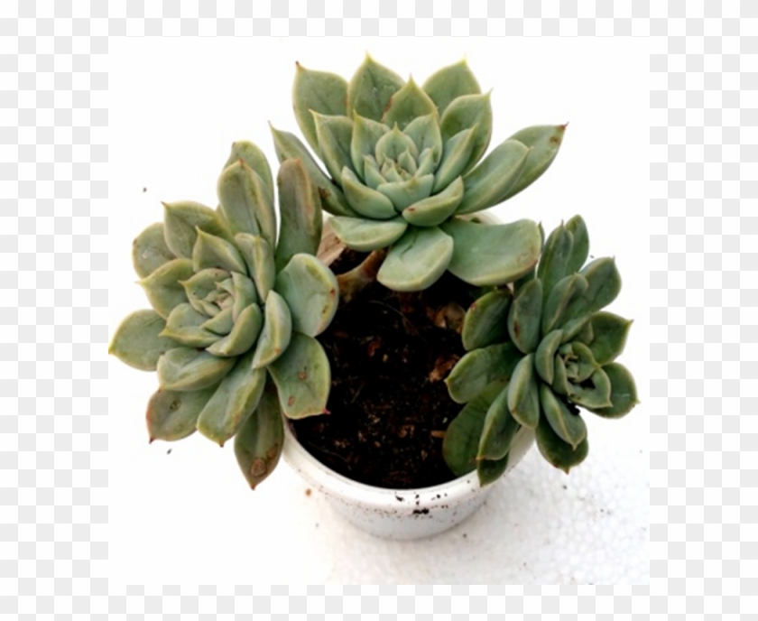 Graptoveria 'pik Ruz' Succulent Plant - Flowerpot Clipart #1653984