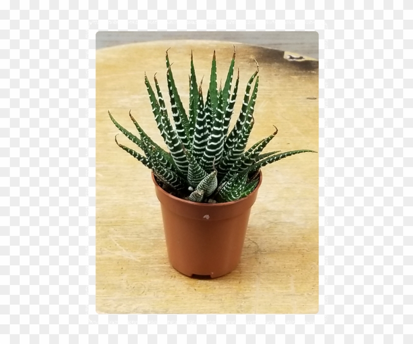 Mini Succulent 3" Potted Plant Variety - Flowerpot Clipart #1654018