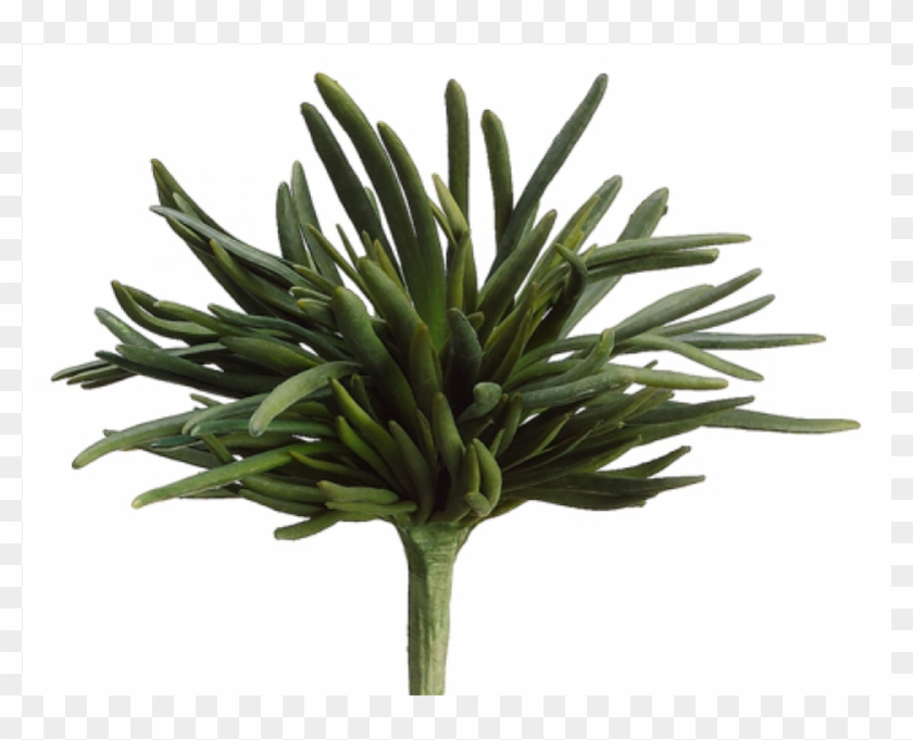 10" Finger Succulent Bush Green - Agave Clipart #1654082