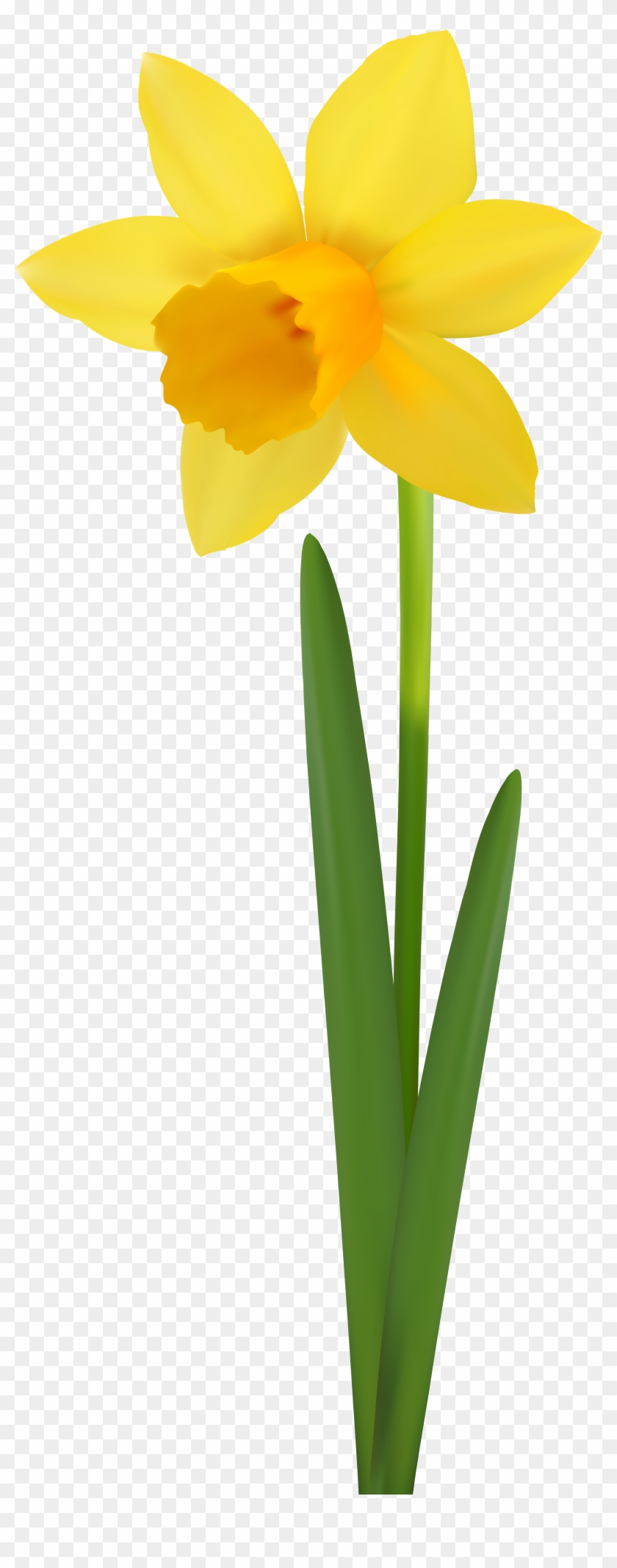 Daffodil Flower Transparent Image - Narcissus Clipart #1654579