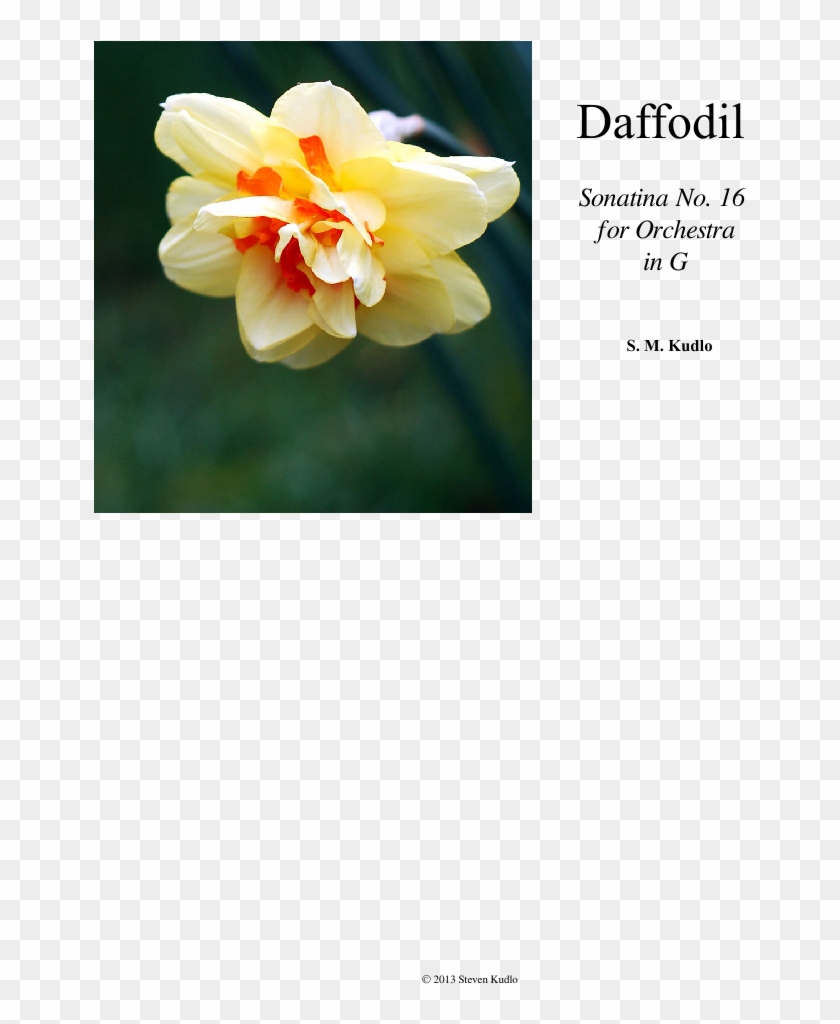 Daffodil Sheet Music Composed By S - Narcissus Clipart #1654759
