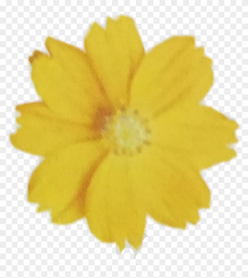 Tanacetum Balsamita Clipart #1654806