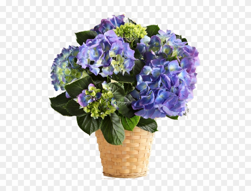 Hydrangea Bouquet Transparent Clipart