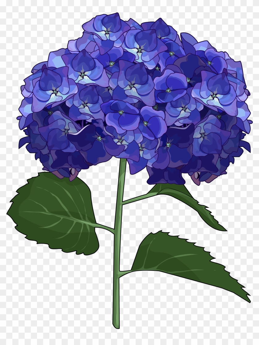 French Cut Flowers - Flores Hortensias Dibujo Clipart