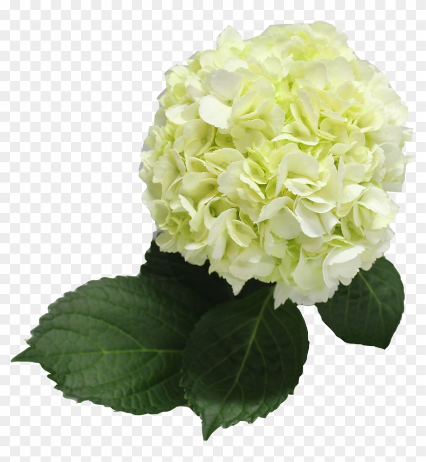 Single Color Box For Natural Hydrangeas Full - Hydrangea Clipart #1655872