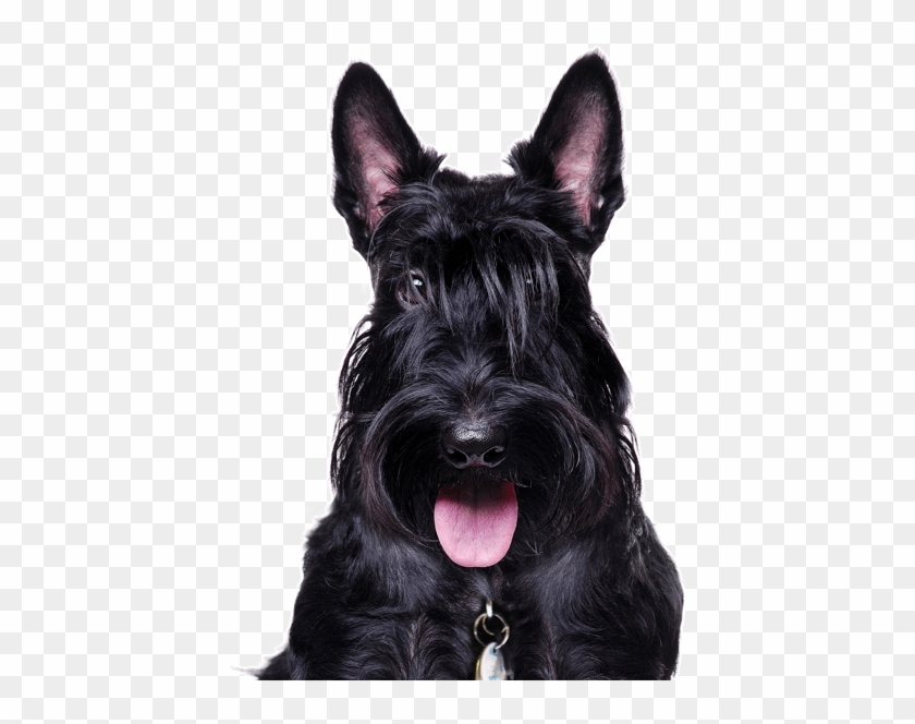 565 X 585 1 - Scottish Terrier Clipart