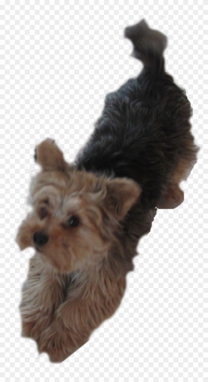 Yorkie Dog Pleading Icons Png - Dog Yorkie Clip Art Transparent Png #1656404
