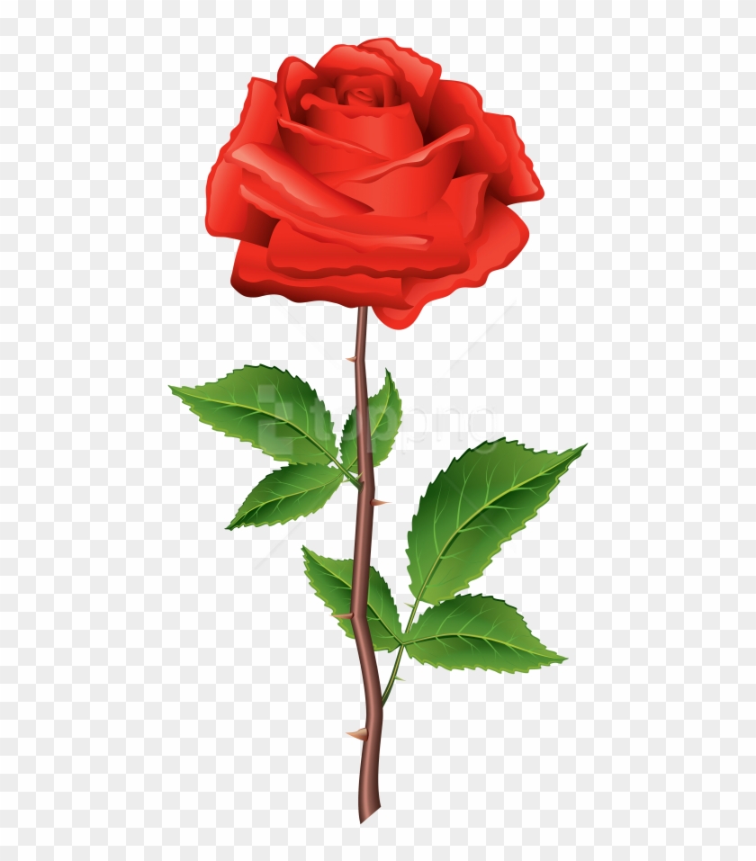 Free Png Download Stem Red Rose Clipart Png Photo Png - Flower Png With Stem Transparent Png #1658500