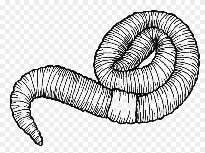 Image Royalty Free Stock At Getdrawings Com Free For - Drawing Earthworm Clipart #1658696