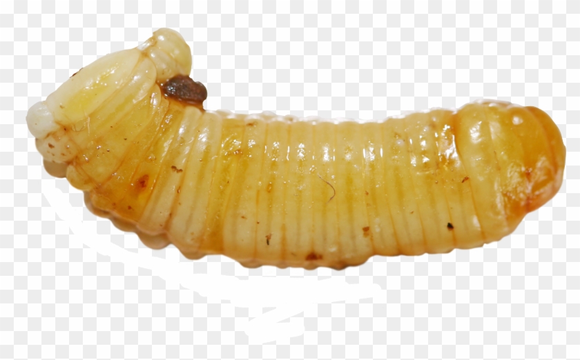 Ooteca - Larvas Png Clipart #1658740