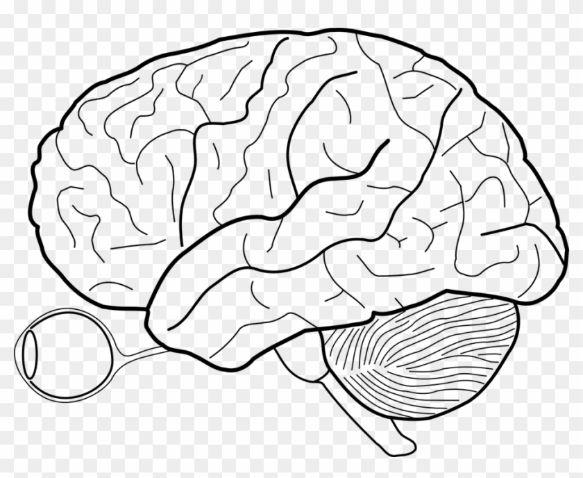 Brain Drawing Png - Human Brain Sketch Clipart #1659271