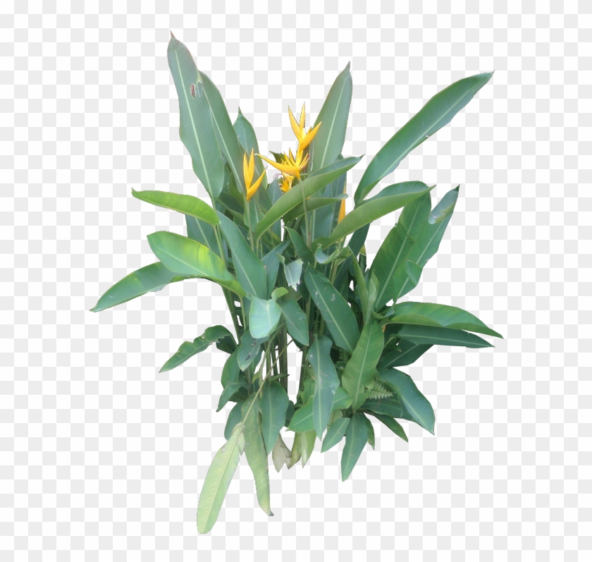 Heliconia Bihai - Tropical Plant Png Free Clipart