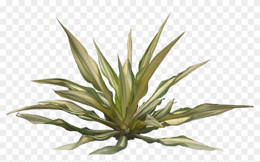 Get Transparent Background Png Plants For Photoshop Pictures