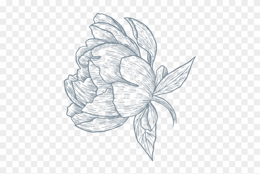 588 X 656 4 - Sacred Lotus Clipart