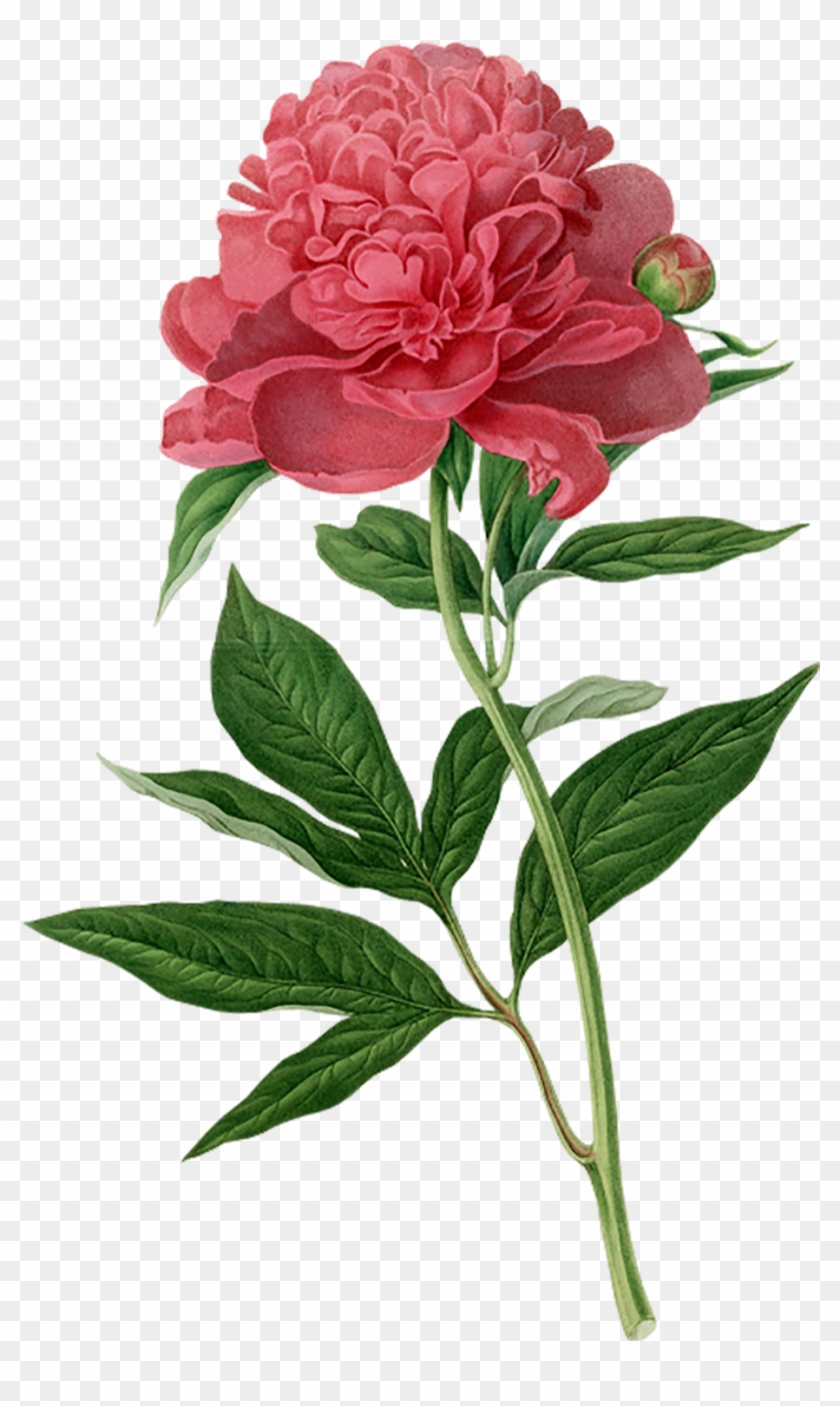 Peony Botanical Illustration Botany Printmaking Printing - Flower Illustration Botanical Clipart