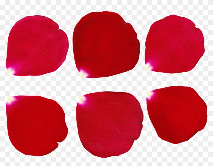 Petal Rose Rose Petal Petals Red Blooming Bouquet - Petala De Rosa Png Clipart #1664557