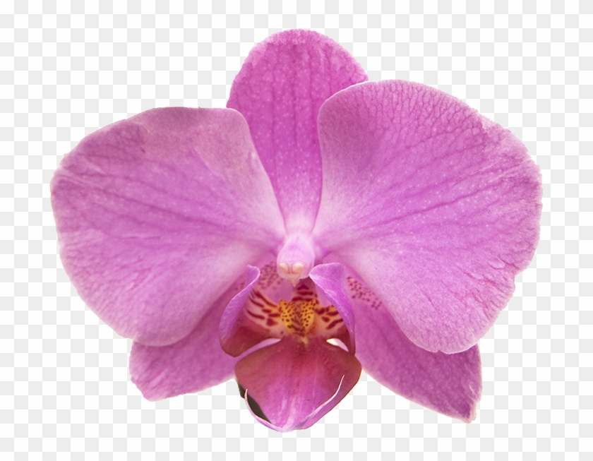 700 X 573 8 - Transparent Pink Orchid Clipart #1664651