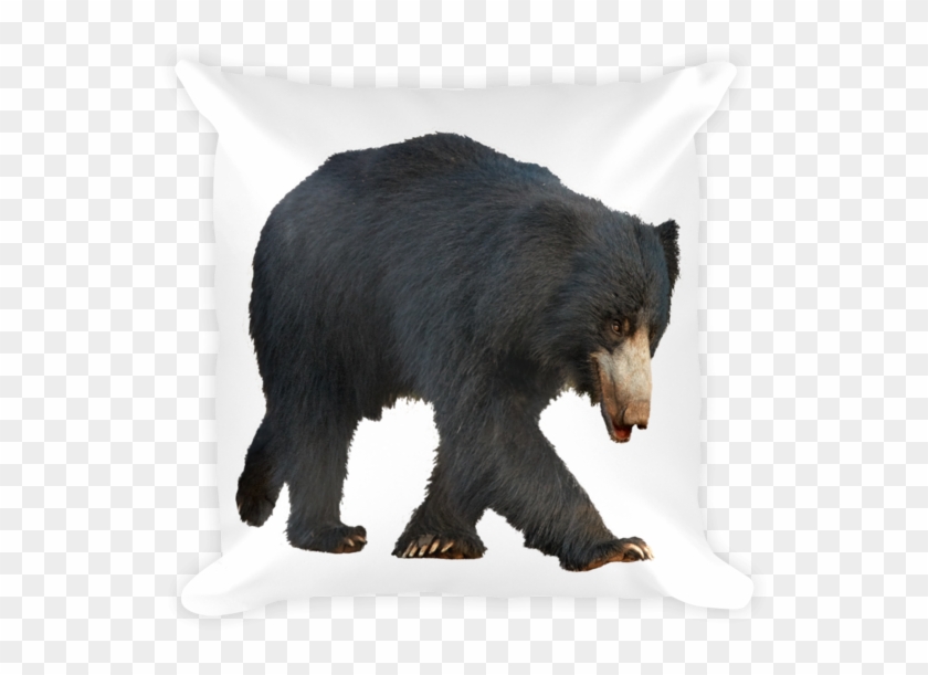 600 X 600 0 - American Black Bear Clipart #1664926