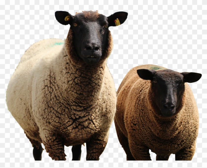 Sheep-555264 Clip - Sheep - Png Download #1665038