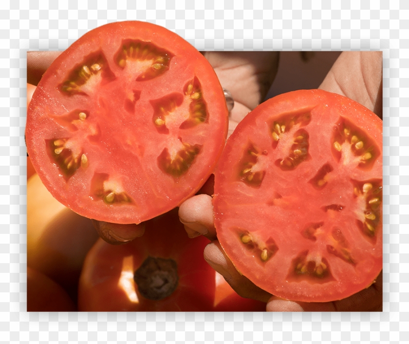 The Singh Family And Their Team Place Over A Million - Plum Tomato Clipart #1667696