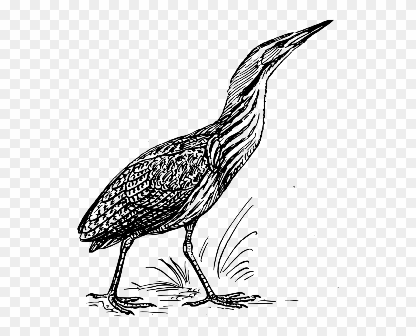 Stanley Cup Clip Art - Bittern Bird Cartoon - Png Download