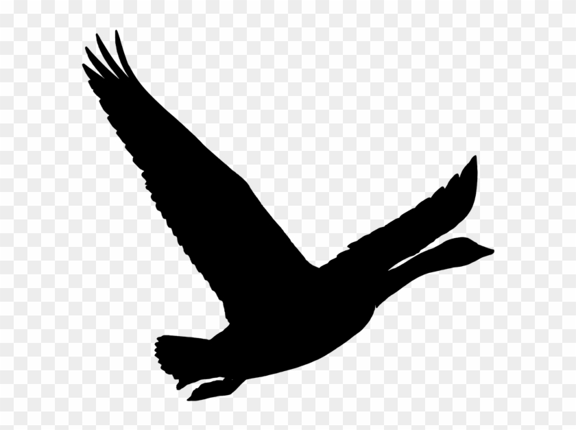 Bird Goose Wild Goose Nature Pet Animal Flying - Goose Clipart #1668671