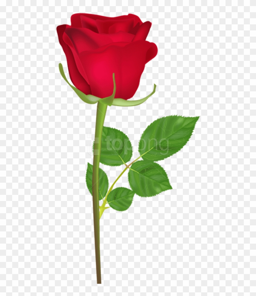 Free Png Rose With Stem Red Png Images Transparent - Happy Birthday Roses Gif Clipart