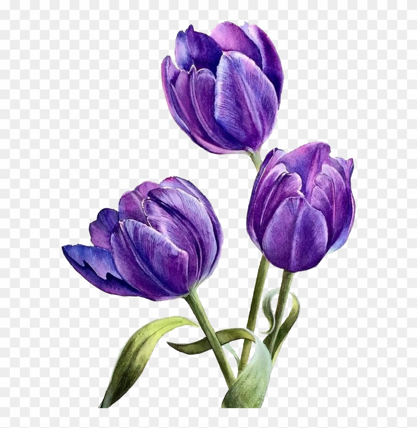 Flower Watercolor Transprent Png Free Plant Petal Clipart #1670784