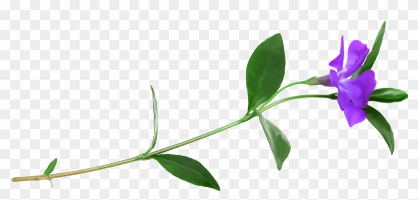 Petal Plant Stem Flower Clip Art - Flower - Png Download #1670833