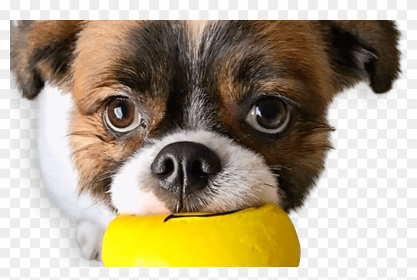 Squeaky Emoji Dog Toy Pet Qwerks Interactive Pet Toys - Companion Dog Clipart