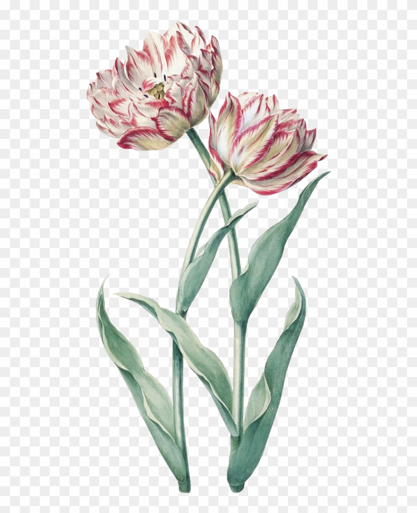 #flower #spring #pink #green #png #free #kpopedit - Tulip Clipart #1670902