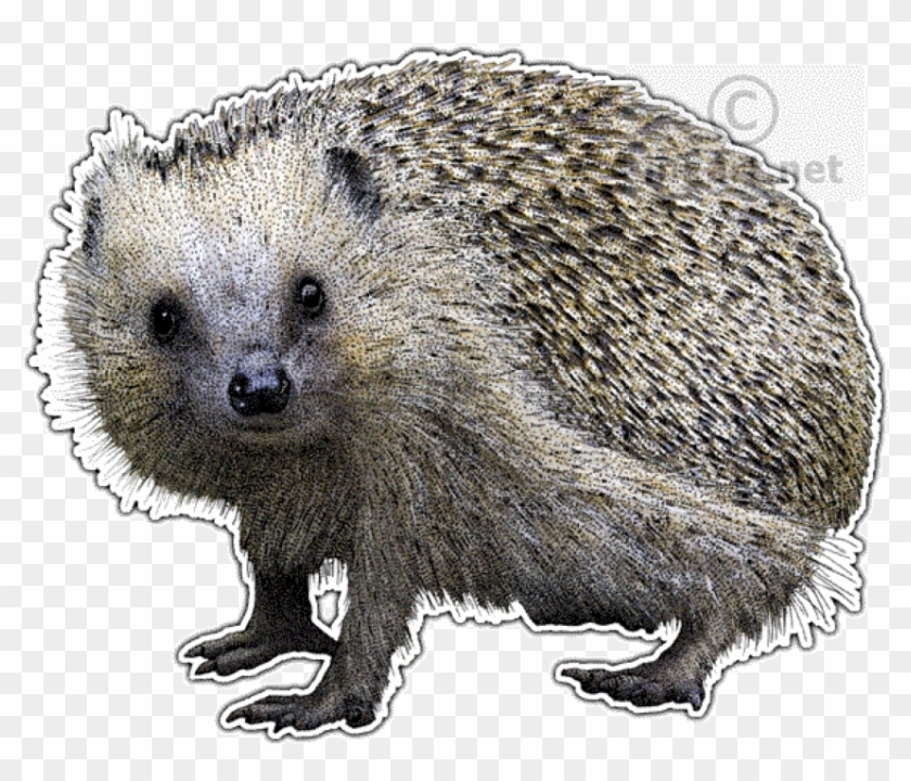Free Png Download European Hedgehog Wall Clock Png - Domesticated Hedgehog Clipart