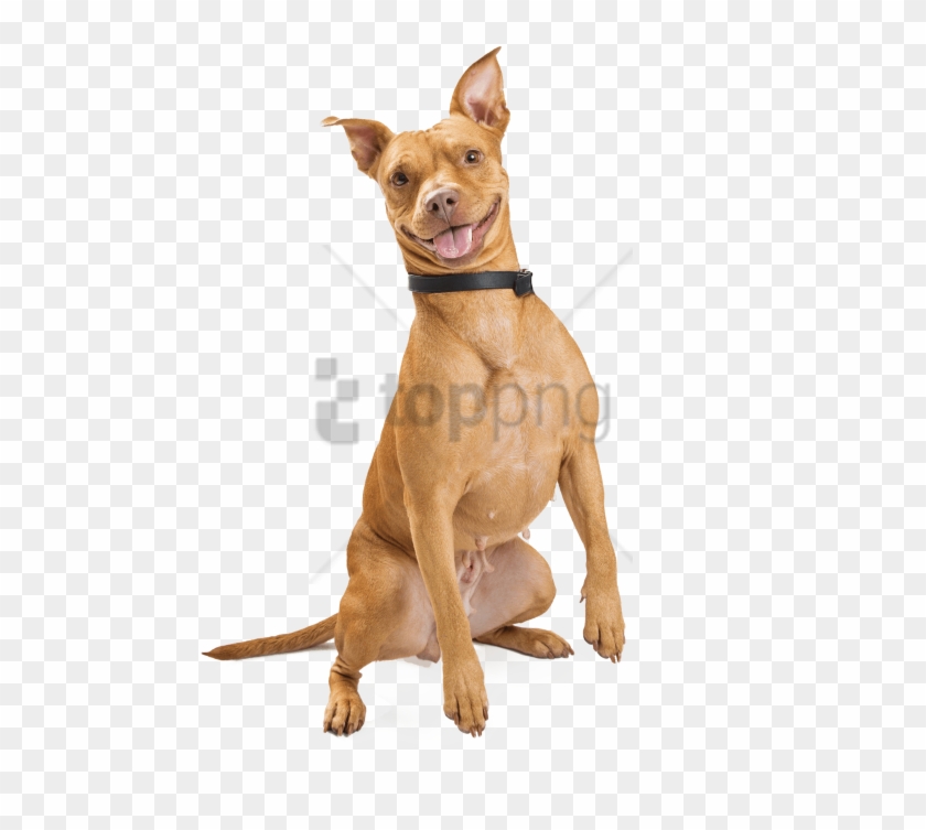Free Png Download Smiling Dog Png Images Background - Australian Cattle Dog Mix Tan Clipart #1673182